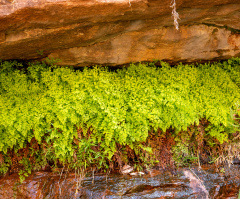 Black Stem Maidenhair Fern