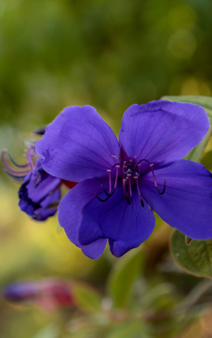 Tibouchina urvilleana