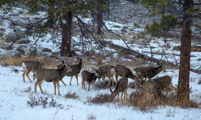 Deers along Bear Lake Rd