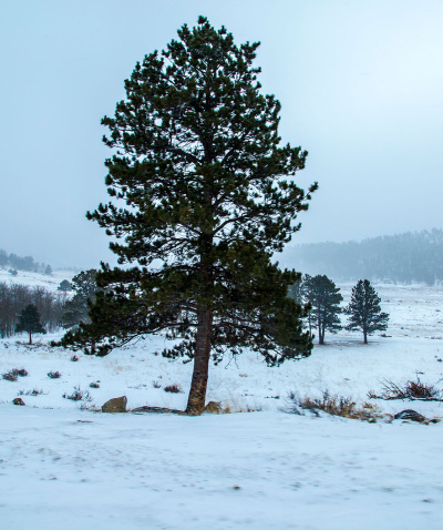 Snowstorm at Bear Lake Rd