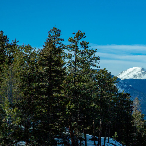 Pine Trees