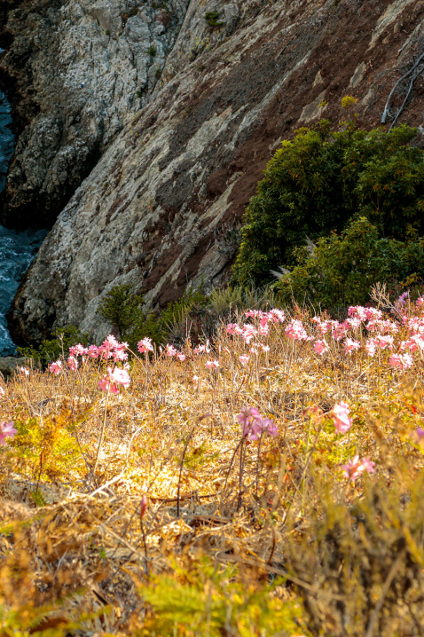 Naked Ladies Field